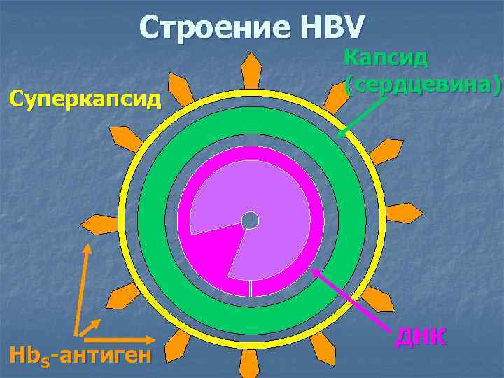   Строение HBV    Капсид    (сердцевина) Суперкапсид
