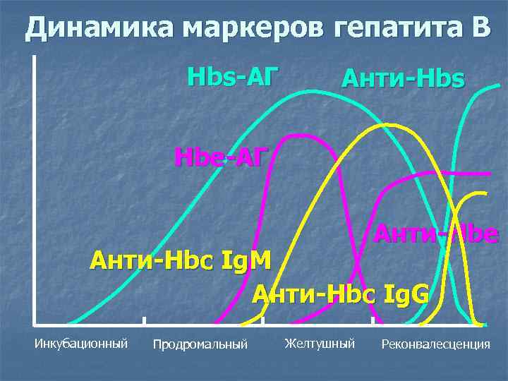 Динамика маркеров гепатита В     Hbs-АГ   Анти-Hbs  
