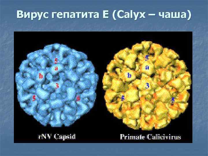 Вирус гепатита Е (Calyx – чаша) 