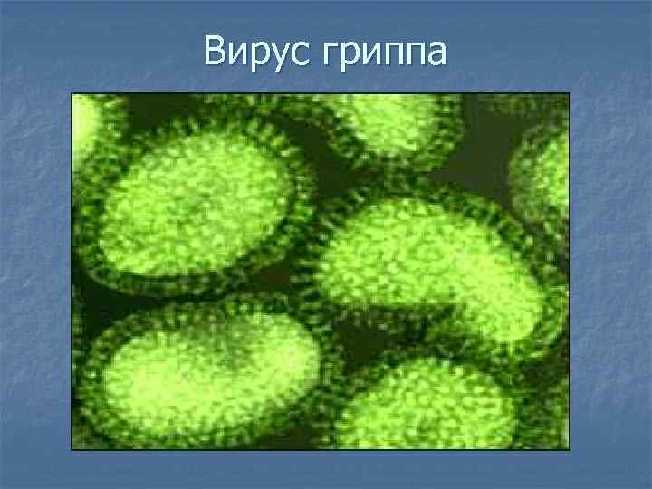 Вирус гриппа 
