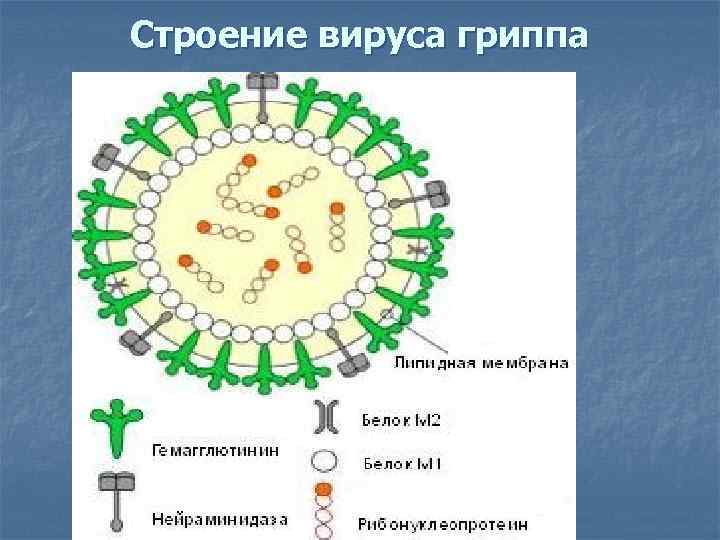 Вирус гриппа семейство. Строение вируса гриппа. Опишите строение вируса гриппа а. Макет вируса гриппа. Модель вируса гриппа 5 класс.