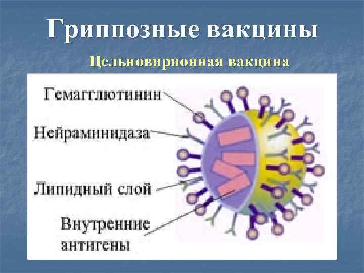 Гриппозные вакцины  Цельновирионная вакцина 