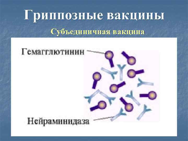 Гриппозные вакцины  Субъединичная вакцина 