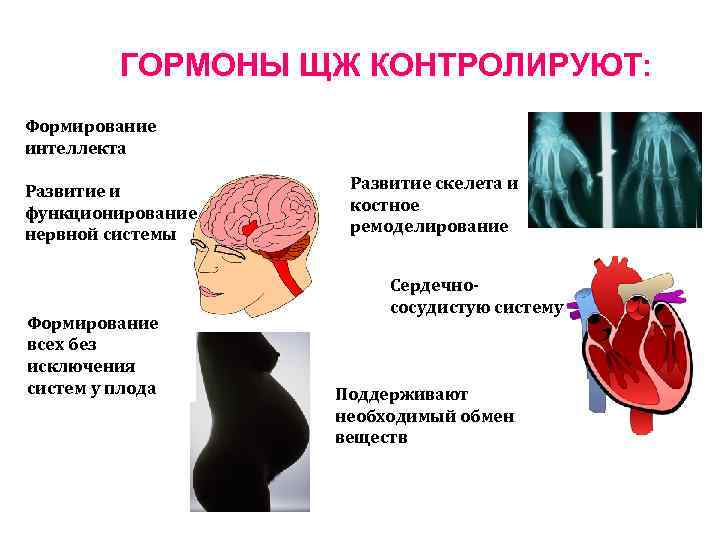    ГОРМОНЫ ЩЖ КОНТРОЛИРУЮТ: Формирование интеллекта Развитие и   Развитие скелета