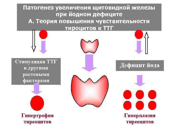  Патогенез увеличения щитовидной железы   при йодном дефиците  А. Теория повышения