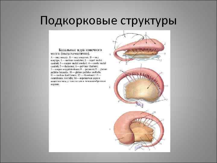 Подкорковые структуры Подкорковые структуры