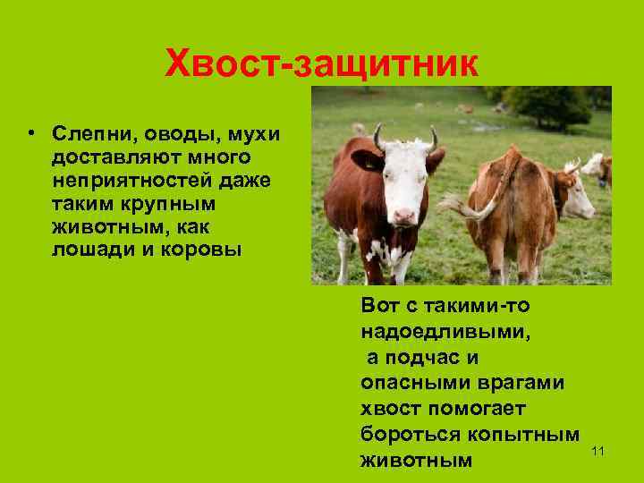   Хвост-защитник • Слепни, оводы, мухи  доставляют много  неприятностей даже 
