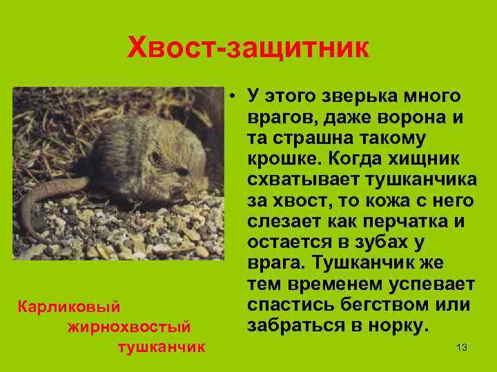   Хвост-защитник    • У этого зверька много   