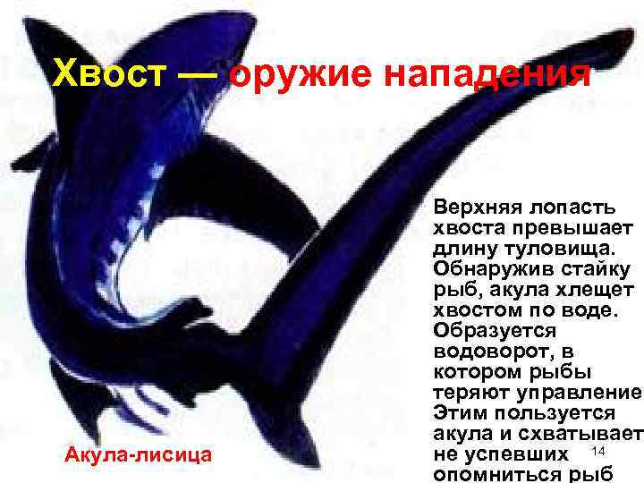 Хвост — оружие нападения    Верхняя лопасть   хвоста превышает 