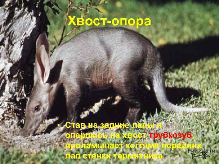  Хвост-опора • Став на задние лапы и  опершись на хвост трубкозуб, 