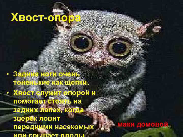  Хвост-опора • Задние ноги очень  тоненькие как щепки.  • Хвост служит