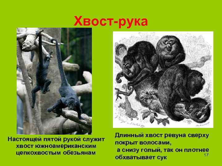     Хвост-рука      Длинный хвост ревуна сверху