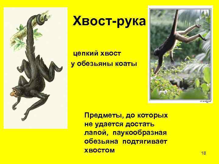 Хвост-рука цепкий хвост у обезьяны коаты  Предметы, до которых  не удается достать