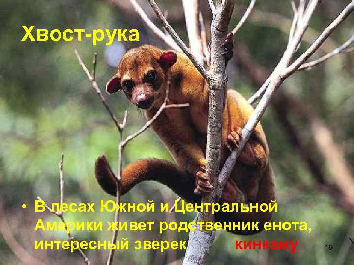 Хвост-рука • В лесах Южной и Центральной  Америки живет родственник енота,  интересный