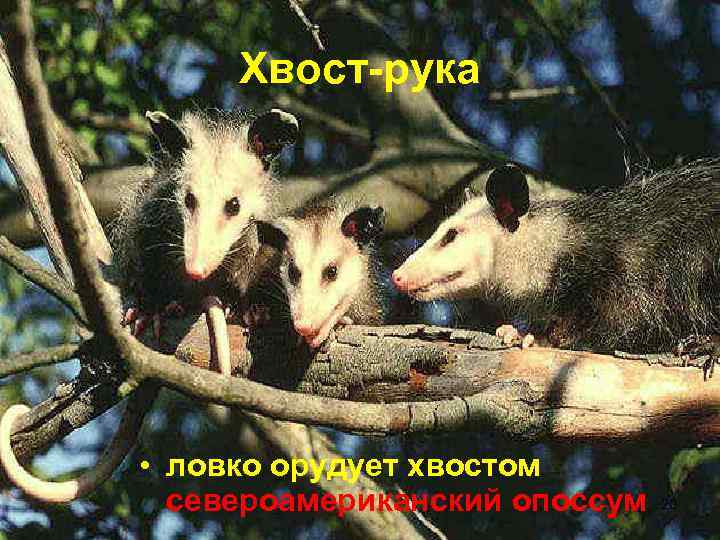  Хвост-рука • ловко орудует хвостом  североамериканский опоссум  20 