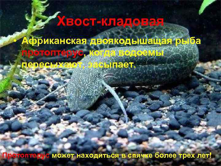    Хвост-кладовая  • Африканская двоякодышащая рыба протоптерус, когда водоемы пересыхают, засыпает.