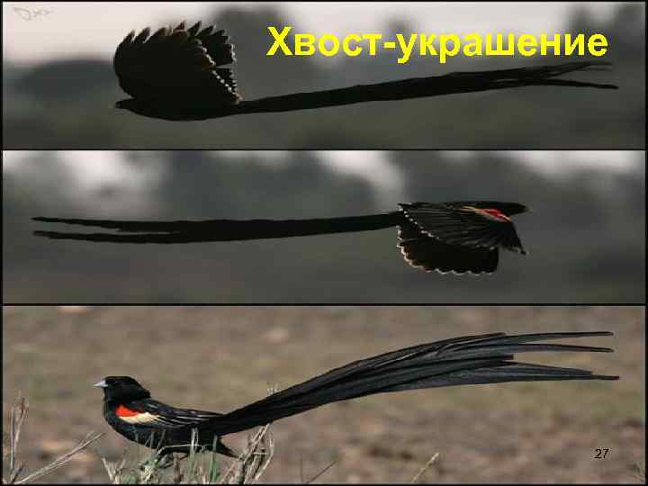 Хвост-украшение    27 