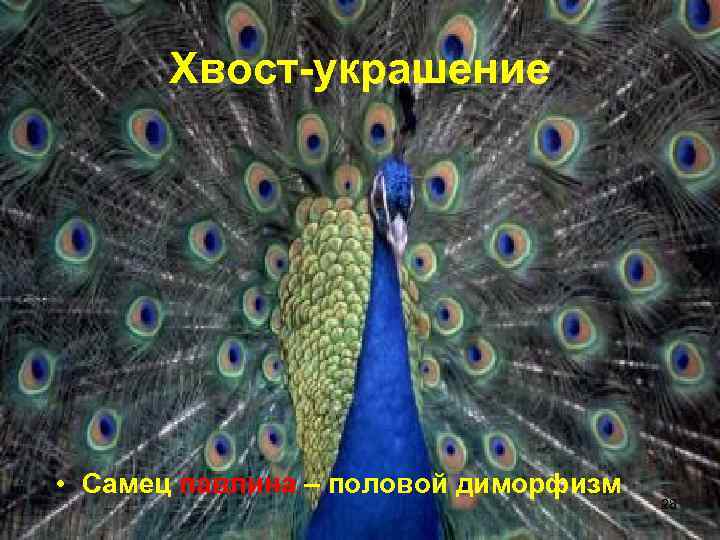   Хвост-украшение • Самец павлина – половой диморфизм    28 
