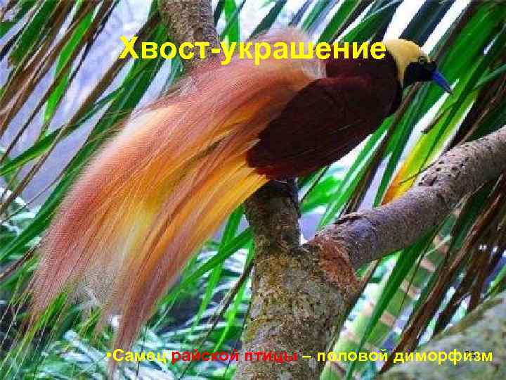  Хвост-украшение • Самец райской птицы – половой диморфизм     