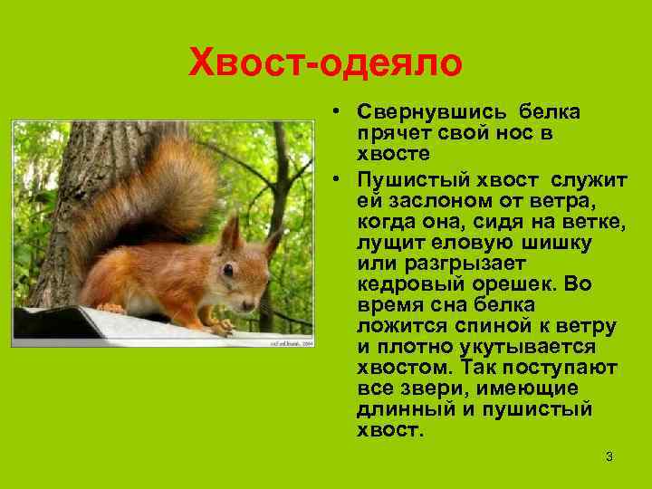 Хвост-одеяло  • Свернувшись белка   прячет свой нос в   хвосте