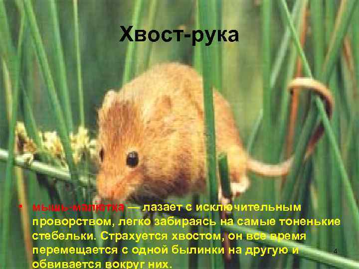     Хвост-рука • мышь-малютка — лазает с исключительным  проворством, легко