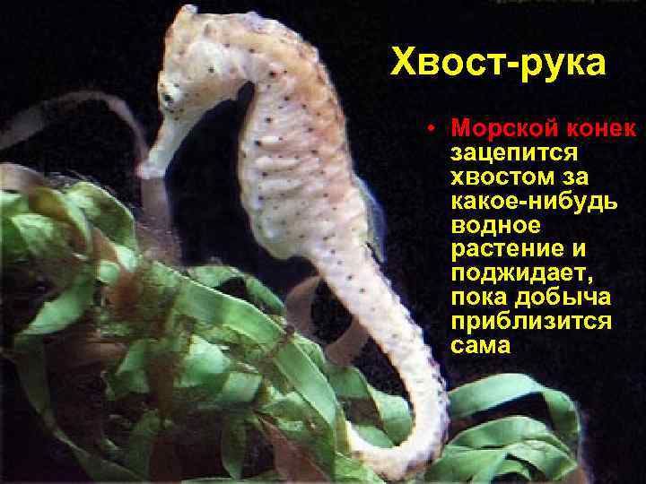 Хвост-рука  • Морской конек  зацепится  хвостом за  какое-нибудь  водное