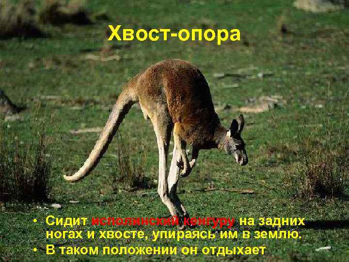    Хвост-опора • Сидит исполинский кенгуру на задних  ногах и хвосте,