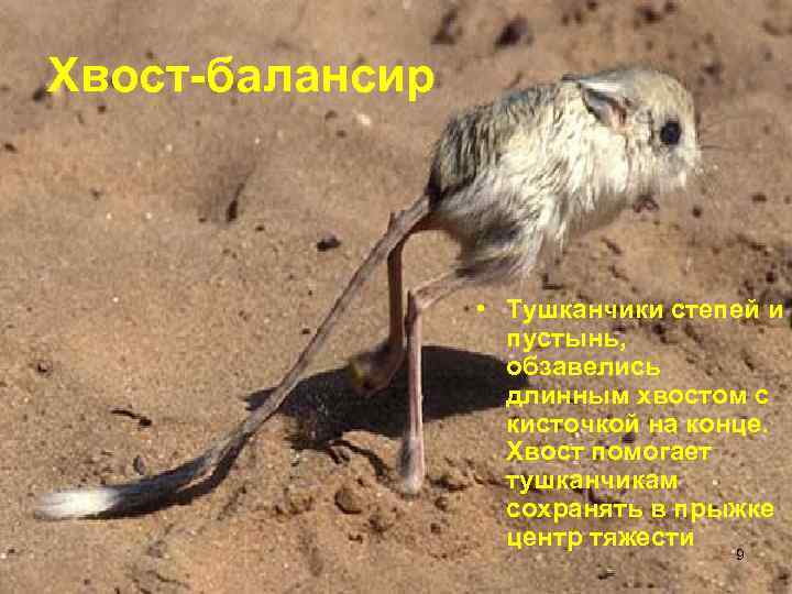 Хвост-балансир     • Тушканчики степей и    пустынь, 