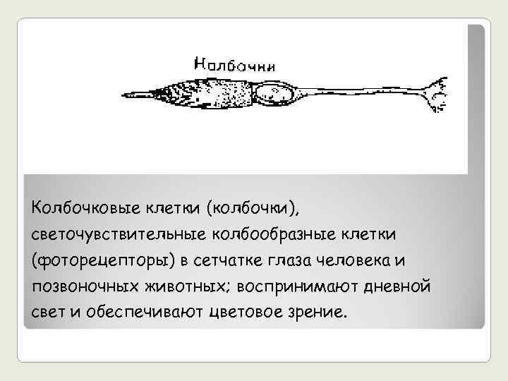 Колбочковые клетки (колбочки), светочувствительные колбообразные клетки (фоторецепторы) в сетчатке глаза человека и позвоночных животных;