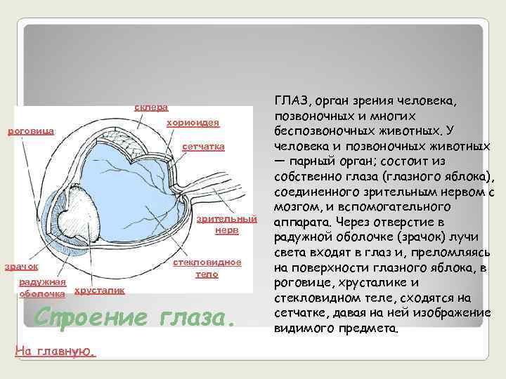     склера     ГЛАЗ, орган зрения человека, 