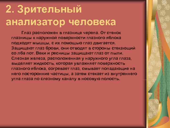 2. Зрительный анализатор человека Глаз расположен в глазнице черепа. От стенок глазницы к наружной
