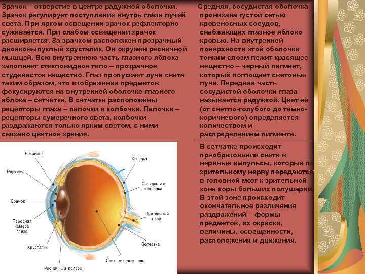 Зрачок – отверстие в центре радужной оболочки. Средняя, сосудистая оболочка Зрачок регулирует поступление внутрь