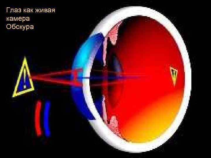 Глаз как живая камера Обскура 