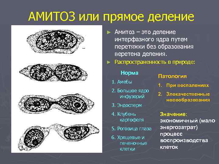 АМИТОЗ или прямое деление  ►  Амитоз – это деление   интерфазного