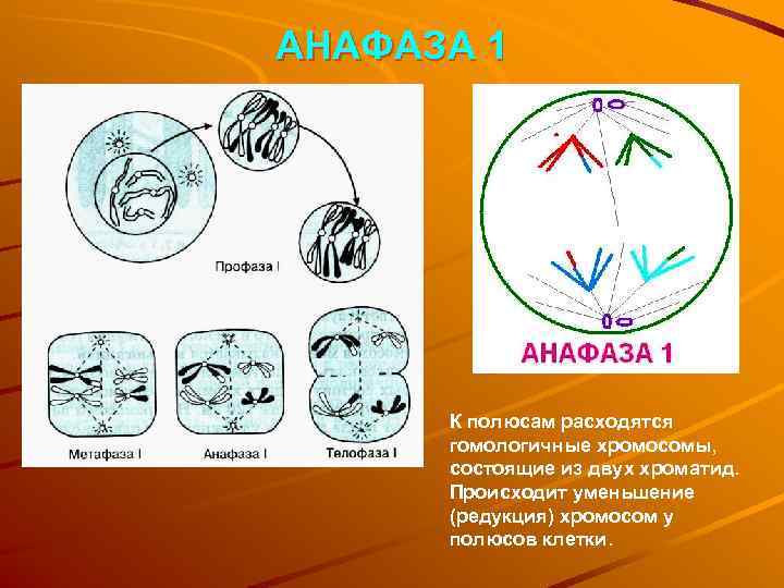 АНАФАЗА 1  К полюсам расходятся  гомологичные хромосомы,  состоящие из двух хроматид.