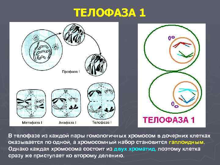      ТЕЛОФАЗА 1 В телофазе из каждой пары гомологичных хромосом