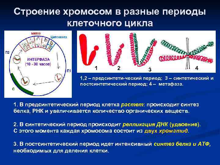 Строение хромосом в разные периоды  клеточного цикла      1