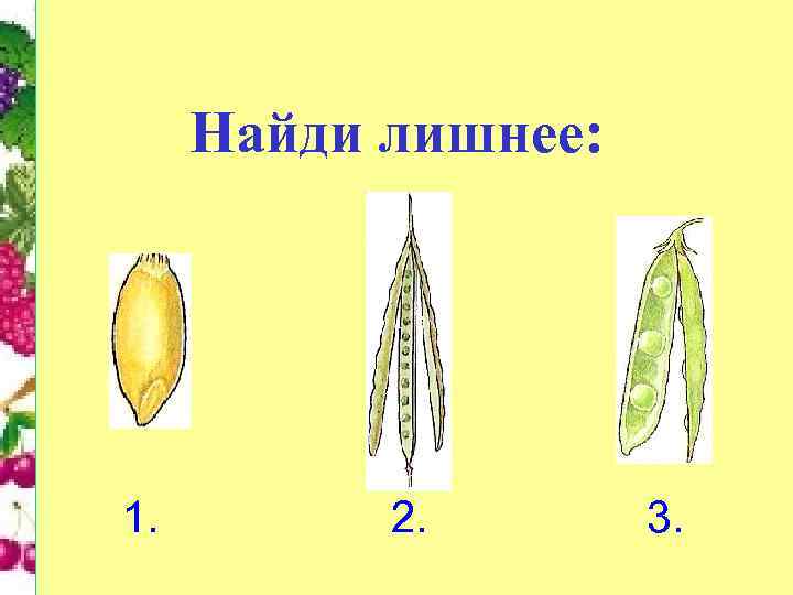 Тест ответами биология плод