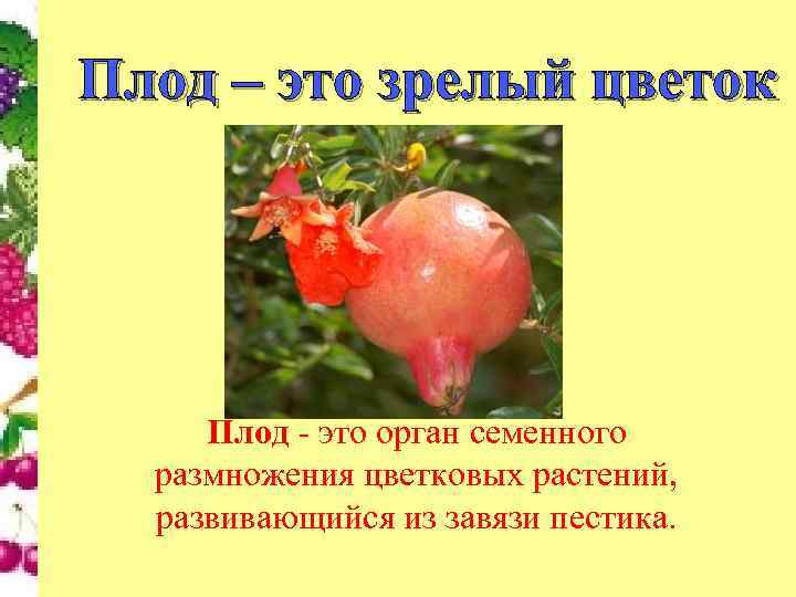 Плод – это зрелый цветок   Плод - это орган семенного  размножения