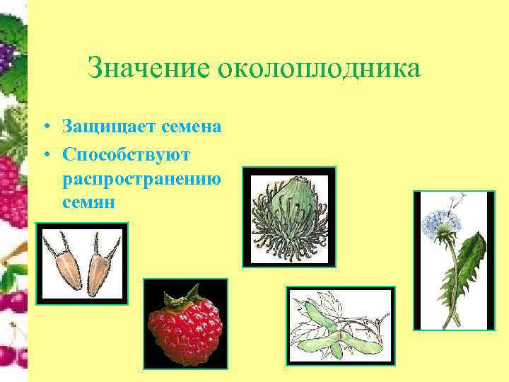   Значение околоплодника • Защищает семена • Способствуют  распространению  семян 
