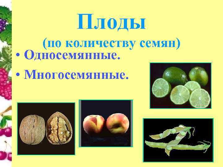    Плоды (по количеству семян) • Односемянные.  • Многосемянные. 