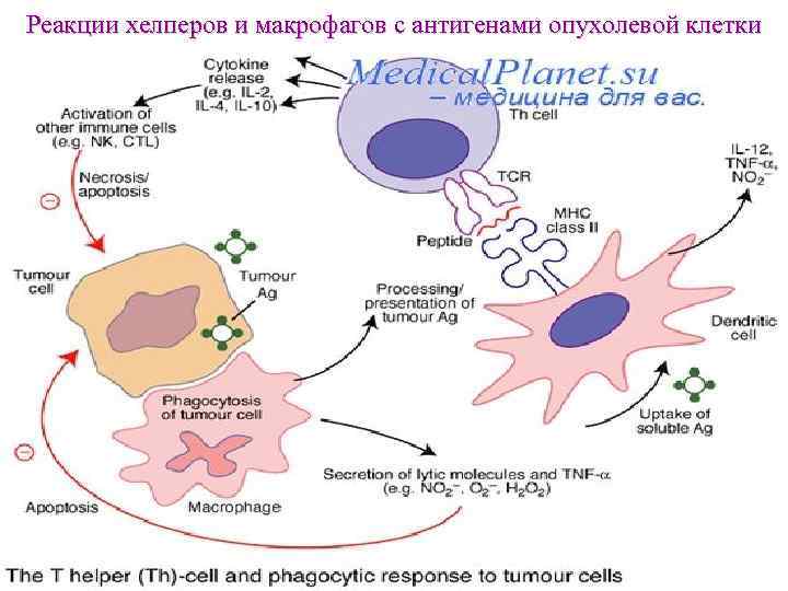 Реакции хелперов и макрофагов с антигенами опухолевой клетки 