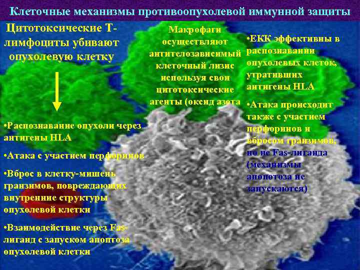  Клеточные механизмы противоопухолевой иммунной защиты Цитотоксические Т-   Макрофаги лимфоциты убивают 