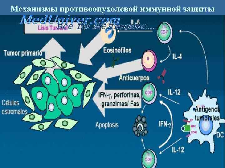 Механизмы противоопухолевой иммунной защиты 