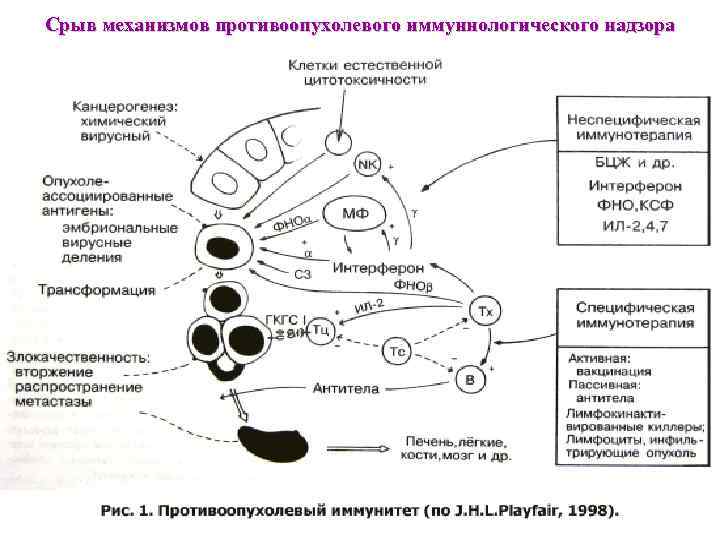 Срыв механизмов противоопухолевого иммуннологического надзора 