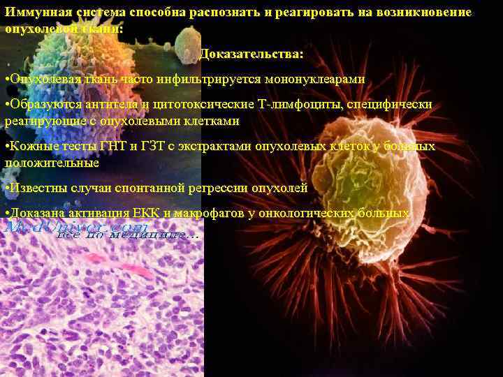Иммунная система способна распознать и реагировать на возникновение опухолевой ткани:    