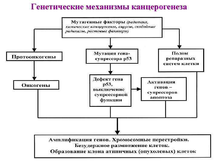 Генетические механизмы канцерогенеза 