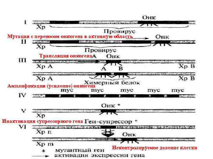  Мутация с переносом онкогена в активную область    Трансляция онкогена Амплификация