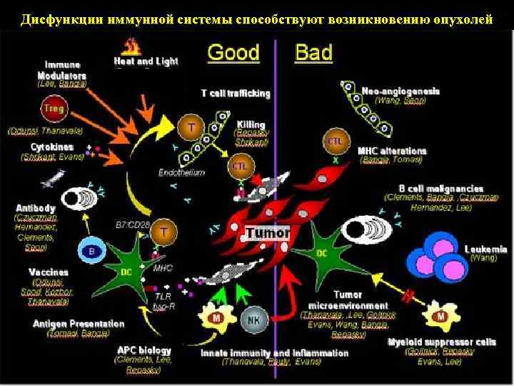 Дисфункции иммунной системы способствуют возникновению опухолей 