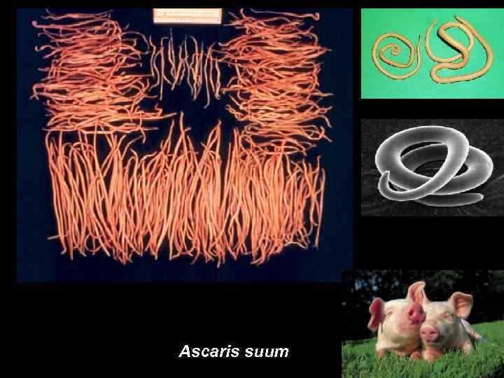Ascaris suum 